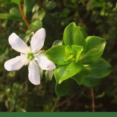 Olive leaf ingredient